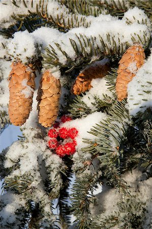 Gros plan des baies de sureau rouge et cônes sur l'arbre enneigé, Alaska, hiver Photographie de stock - Rights-Managed, Code: 854-03845100