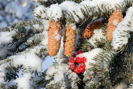 Close up of Red Elderberries and cones on snow-covered evergreen tree, Alaska, Winter Stock Photo - Rights-Managed, Code: 854-03845101