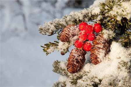 Gros plan des baies de sureau rouge et cônes sur l'arbre enneigé, Alaska, hiver Photographie de stock - Rights-Managed, Code: 854-03845103