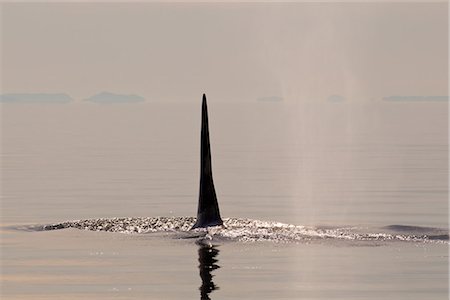 Tall dorsal fin of a large adult male Orca whale surfacing in Chatham Strait at sunset, Inside Passage, Tongass National Forest, Southeast Alaska, Summer Stock Photo - Rights-Managed, Code: 854-03845114