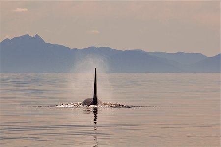 palma - Grande nageoire dorsale d'un grand mâle adulte Orca whale surfaçage dans le détroit de Chatham au coucher du soleil, Inside Passage, forêt nationale de Tongass, sud-est de l'Alaska, l'été Photographie de stock - Rights-Managed, Code: 854-03845115