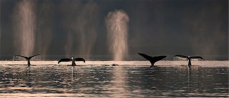 Un groupe de baleines à bosse plongent vers le bas comme ils se nourrissent dans Stephens Passage près d'île de l'Amirauté, Inside Passage, sud-est de l'Alaska, l'été Photographie de stock - Rights-Managed, Code: 854-03845118