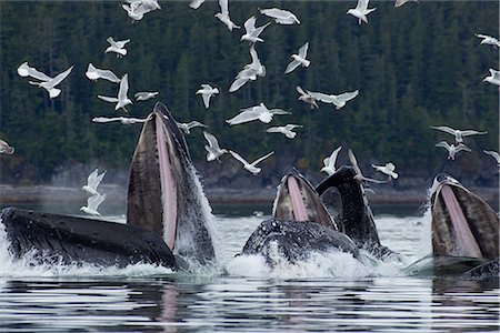 selva nacional - Humpback whales bubble net feeding for herring in Chatham Strait, Tongass National Forest, Inside Passage, Southeast Alaska, Summer Foto de stock - Con derechos protegidos, Código: 854-03845119