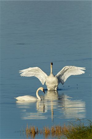 Cygnes trompettes se nourrissent le long de la rive du lac de Dezadesh près de l'autoroute de l'Alaska, du Yukon territoire, Canada, automne Photographie de stock - Rights-Managed, Code: 854-03845124