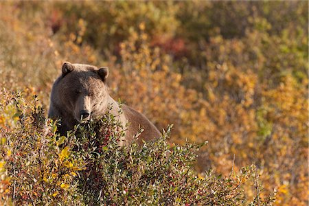 A Brown Bear forages on Soapberries in the Tatshenshini-Alsek Wilderness Provincial Park, Yukon Territory, Canada, Autumn Foto de stock - Con derechos protegidos, Código: 854-03845126