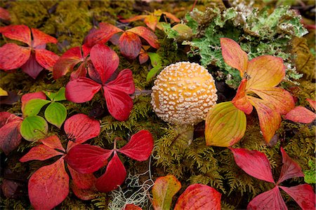 southeast - Close up of Dwarf Dogwood and a mushroom on the understory of the Tongass National Forest, Southeast Alaska, Autumn Stock Photo - Rights-Managed, Code: 854-03845147