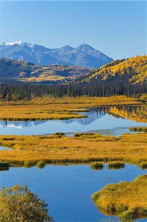 forêt boréale - Vue panoramique sur les zones humides et les couleurs jaunes d'automne le long de la route de l'Alaska entre Haines et de Haines Junction, territoire du Yukon, Canada Photographie de stock - Rights-Managed, Code: 854-03845142