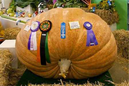 Remportant la citrouille géante cultivée par Dale Marshall poids livres 1101 à l'Alaska State Fair dans Palmer, Matanuska-Susitna Valley, centre-sud de l'Alaska, automne Photographie de stock - Rights-Managed, Code: 854-03845175