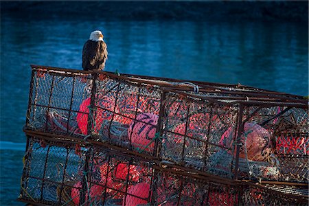 Pygargue perchée sur un pot de crabe près du canal transitoire flotter dans le centre-ville de Kodiak, sud-ouest de l'Alaska, hiver Photographie de stock - Rights-Managed, Code: 854-03845219