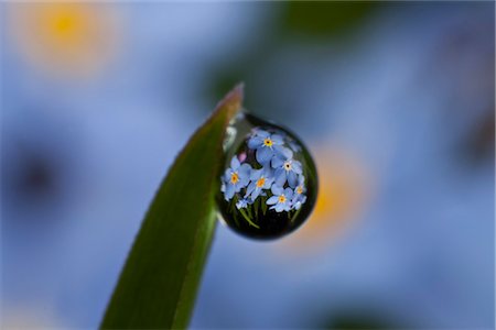 dew - Macro view of Forget Me Not blossoms reflected in a dew drop, Alaska Stock Photo - Rights-Managed, Code: 854-03845239