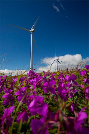 resources of electricity - Pillar Mountain Wind Project wind turbines stand on Pillar Mountain on Kodiak Island with Dwarf Fireweed in the foreground, Southwest Alaska, Summer Stock Photo - Rights-Managed, Code: 854-03845230