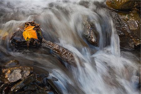 Yellow Salmonberry leaf clinging to rocks in small stream with water cascading down from Pillar Mountain, Kodiak Island, Southwest Alaska, Autumn Stock Photo - Rights-Managed, Code: 854-03845286