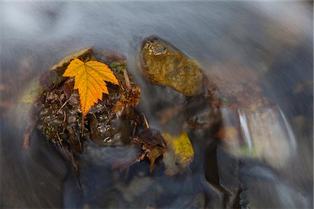 simsearch:854-03845204,k - Yellow Salmonberry leaf clinging to rocks in small stream with water cascading down from Pillar Mountain, Kodiak Island, Southwest Alaska, Autumn Foto de stock - Con derechos protegidos, Código: 854-03845287