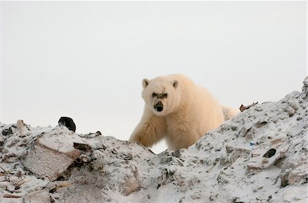 Polar Bear foraging in a garbage dump, Churchill Manitoba, Canada, Winter Fotografie stock - Rights-Managed, Codice: 854-03845288