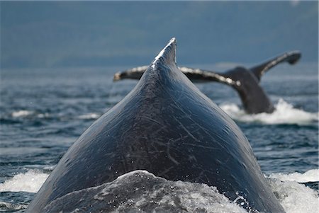 Gros plan des baleines à bosse, surfaçage à Frederick Sound, Inside Passage, sud-est de l'Alaska, l'été Photographie de stock - Rights-Managed, Code: 854-03845299