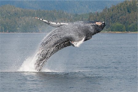 frederick sound - Humpback Whale breaching in Frederick Sound, Inside Passage, Southeast Alaska, Summer Stock Photo - Rights-Managed, Code: 854-03845305