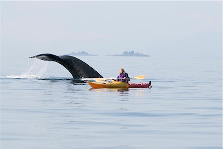 Humpback whale surfaces near a woman sea kayaking in Frederick Sound, Inside Passage, Southeast Alaska, Summer Foto de stock - Con derechos protegidos, Código: 854-03845308