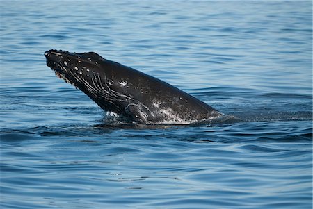 Baleine à bosse menton gifles à Frederick Sound, Inside Passage, sud-est de l'Alaska, l'été Photographie de stock - Rights-Managed, Code: 854-03845302