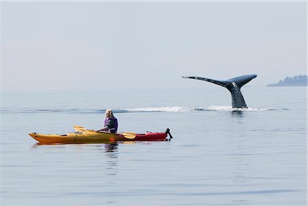 danger - Humpback whale surfaces near a woman sea kayaking in Frederick Sound, Inside Passage, Southeast Alaska, Summer Stock Photo - Rights-Managed, Code: 854-03845310