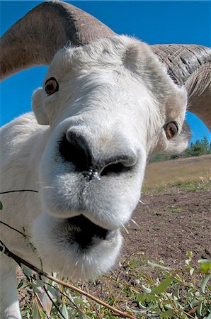 Close up wide angle of a ram Dall sheep, Yukon Territory, Canada, Summer Foto de stock - Con derechos protegidos, Código: 854-03845436