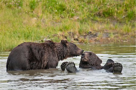 Brown bears play in a pond at the Alaska Wildlife Conservation Center, Southcentral Alaska, Summer Stock Photo - Rights-Managed, Code: 854-03845432