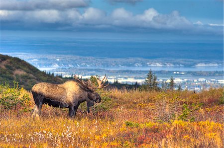 state - Vue panoramique d'un orignal mâle en rut près de Powerline Pass dans le Chugach State Park, avec la ville d'Anchorage, dans l'arrière-plan, le centre-sud de l'Alaska, automne, image HDR. Photographie de stock - Rights-Managed, Code: 854-03845538