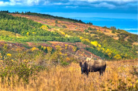 simsearch:854-03845676,k - Malerischer Blick auf einen Bull Elch in der Brunft bei Powerline Pass im Chugach State Park, South Central Alaska, Herbst, HDR-Bild. Stockbilder - Lizenzpflichtiges, Bildnummer: 854-03845539