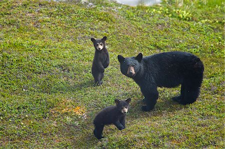 Semer de l'ours noir et ses deux oursons près de Harding Icefield Trail à sortie Glacier dans le Parc National de Kenai fjords, la péninsule de Kenai, centre-sud de l'Alaska, l'été Photographie de stock - Rights-Managed, Code: 854-03845554