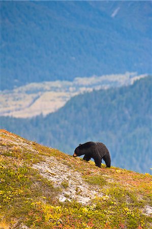 resurrection bay - A black bear foraging for berries on a hillside near the Harding Icefield Trail near Exit Glacier and Resurrection Valley in the background, Kenai Fjords National Park, Seward, Southcentral Alaska, Autumn Stock Photo - Rights-Managed, Code: 854-03845565