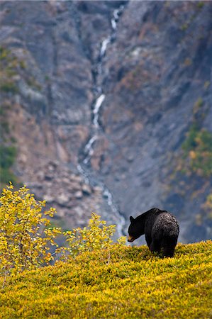 simsearch:854-03739828,k - Un ours noir se nourrir de baies sur une colline proche de la piste de glace Harding près sortie Glacier, Parc National de Kenai Fjords, Seward, centre-sud de l'Alaska, automne Photographie de stock - Rights-Managed, Code: 854-03845561