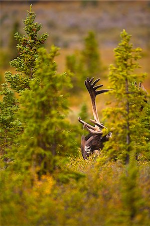 A bull caribou standing between spruce trees in Denali National Park and Preserve, Interior Alaska, Summer Stock Photo - Rights-Managed, Code: 854-03845575