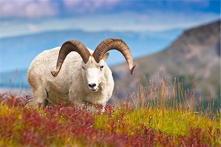 Nahaufnahme von einem großen Dall-Schaf Widder stehen auf Herbst Tundra in der Nähe von Savage River Valley in Denali Nationalpark und Reservat, Alaska Interior, Herbst Stockbilder - Lizenzpflichtiges, Bildnummer: 854-03845577