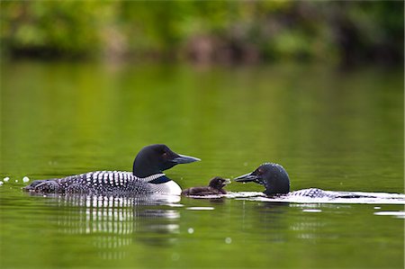 Close up view of two Common Loons feeding their chick on Beach Lake, Chugach State Park, Southcentral Alaska, Summer Stock Photo - Rights-Managed, Code: 854-03845586