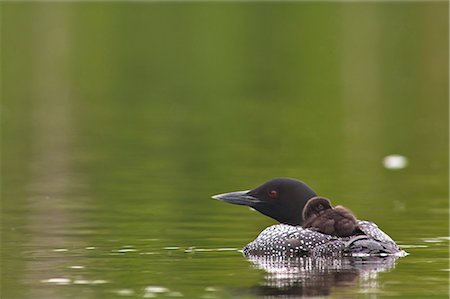 Common loon swimming with its chick on its back, Beach Lake, Chugach State Park, Southcentral Alaska, Summer Stock Photo - Rights-Managed, Code: 854-03845587
