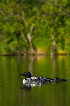 simsearch:854-03845923,k - Plongeon huard nager avec ses oisillons est sur la plage lac, Chugach State Park, Alaska du centre-sud, l'été Photographie de stock - Rights-Managed, Code: 854-03845588