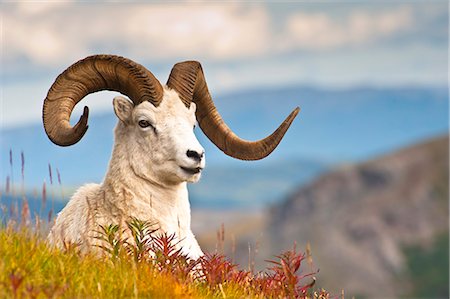 sheep on hill - Adult Dall sheep ram resting on a hillside on Fall tundra near Savage River Valley in Denali National Park and Preserve, Interior Alaska, Autumn Foto de stock - Con derechos protegidos, Código: 854-03845580