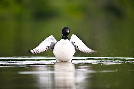 Close up of a Common Loon flapping its wings on Beach Lake, Chugach State Park, Southcentral Alaska, Summer Stock Photo - Rights-Managed, Code: 854-03845582