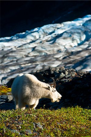 View of a mountain goat grazing on plants near Harding Icefield Trail with Exit Glacier in the background, Kenai Fjords National Park near Seward, Kenai Peninsula, Southcentral Alaska, Summer Stock Photo - Rights-Managed, Code: 854-03845594