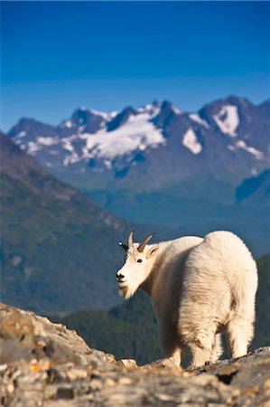 View of a young billy goat standing on a mountain ridge near Exit Glacier and Harding Icefield Trail with Chugach Mountains in the background, Kenai Fjords National Park near Seward, Kenai Peninsula, Southcentral Alaska, Summer Stock Photo - Rights-Managed, Code: 854-03845599