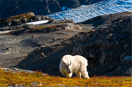 View of a mountain goat grazing near Harding Icefield Trail, Kenai Fjords National Park near Seward, Kenai Peninsula, Southcentral Alaska, Summer Stock Photo - Rights-Managed, Code: 854-03845604