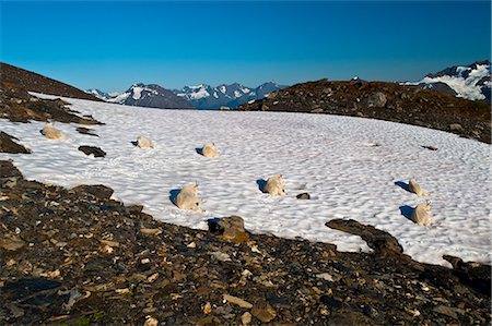 patching - View of seven Mountain Goats resting on a large patch of snow off Harding Icefield Trail in Kenai Fjords National Park near Seward, Kenai Peninsula, Southcentral Alaska, Summer Stock Photo - Rights-Managed, Code: 854-03845606