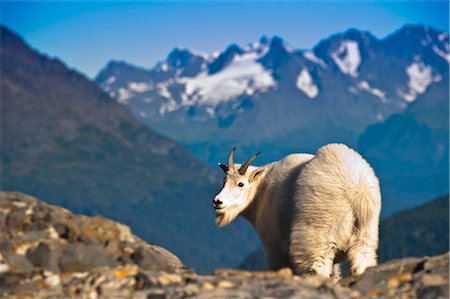 View of a young billy goat standing on a mountain ridge near Exit Glacier and Harding Icefield Trail with Chugach Mountains in the background, Kenai Fjords National Park near Seward, Kenai Peninsula, Southcentral Alaska, Summer Foto de stock - Con derechos protegidos, Código: 854-03845600