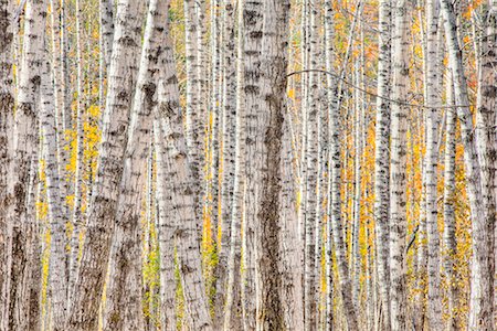 Close up of a Poplar Tree forest in Autumn creates a natural pattern, Kantishna, Denali national Park and Preserve, Interior Alaska, Autumn. HDR Stock Photo - Rights-Managed, Code: 854-03845614