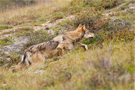 simsearch:854-05974490,k - Gray Wolf zu Fuß über die Tundra in Stony Pass, Denali Nationalpark und Reservat, Alaska Interior, Herbst Stockbilder - Lizenzpflichtiges, Bildnummer: 854-03845616