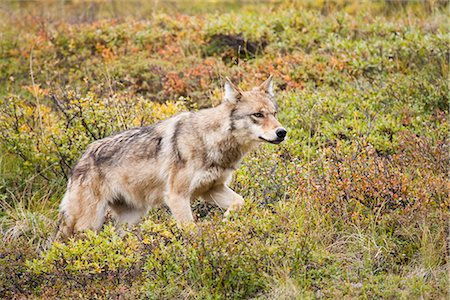 Gray wolf walking across tundra in Stony Pass, Denali National Park and Preserve, Interior Alaska, Autumn Stock Photo - Rights-Managed, Code: 854-03845611