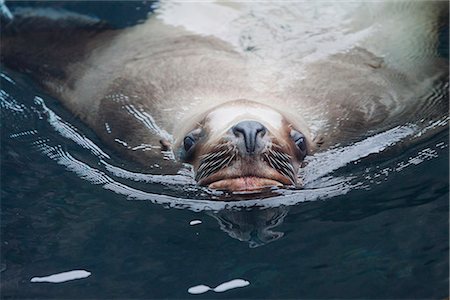 simsearch:854-03538371,k - An adult Sea Lion male  swims towards, Alaska SeaLife Center, Seward, Southcentral Alaska, Summer. Captive Foto de stock - Con derechos protegidos, Código: 854-03845626