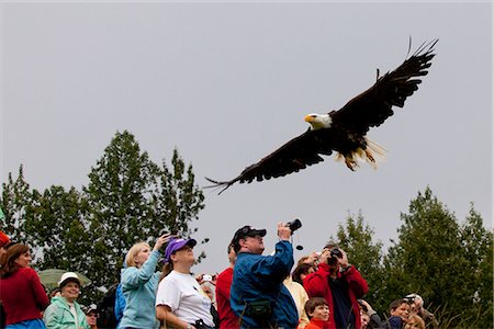 A Bald eagle just released by Mayor Dan Sullivan soars over a crowd of spectators as it takes off during Bird TLC's Fall Festival, Anchorage, Southcentral Alaska, Autumn Fotografie stock - Rights-Managed, Codice: 854-03845629