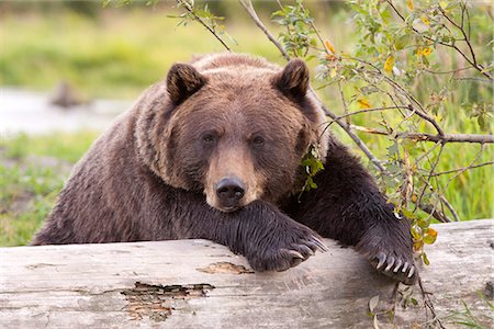 A female Brown bear lays draped over a log, Alaska Wildlife Conservation Center, Southcentral Alaska, Summer. Captive Foto de stock - Con derechos protegidos, Código: 854-03845631