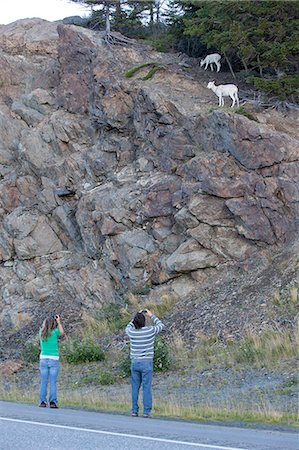 Touristen Fotografieren ein Dall-Schaf Schaf und Lamm in den Felsen an der Seite von Seward Highway, South Central Alaska, Sommer Stockbilder - Lizenzpflichtiges, Bildnummer: 854-03845633