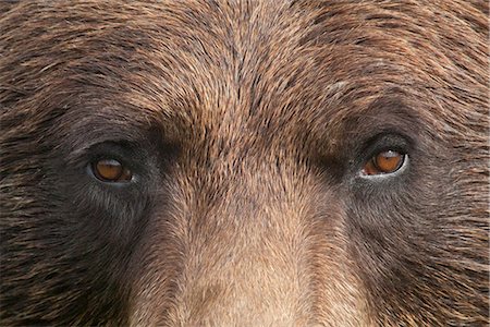 Extreme close up of a female Brown bear's face at the Alaska Wildlife Conservation Center, Southcentral Alaska, Summer. Captive Stock Photo - Rights-Managed, Code: 854-03845645